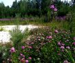 Meadow clover growing on white clay and blooming lilac flowers.