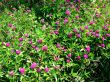 Meadow clover blooming lilac flowers.