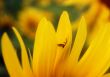 Between the petals