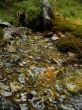 water spring background