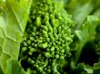flower on rapini