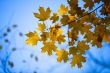 image of maple leaves