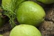 green guava