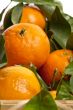 new harvest oranges