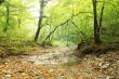 Stream in the mountain forest