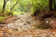 Stream in the mountain forest
