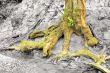 Root of an old tree