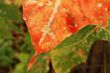 Aged autumn leaf
