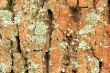 Moss on tree bark