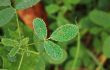 Dew on leaves