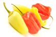 Multi-colored peppers on a white background