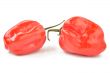 scotch bonnet peppers on a white background