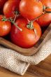 pile of red ripe tomatoes