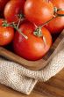 pile of red ripe tomatoes