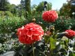 Red flowers in the garden