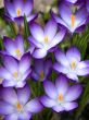 Flower-crocus-nine