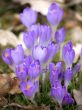 Flower-crocus-leaves