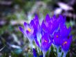 Flower-crocus-blue