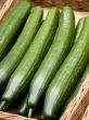 Cucumbers