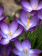 Flower-crocus-five