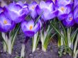 Flower-crocus-sand