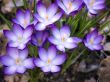 Flower-crocus-big