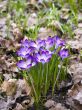 Flower-crocus-family