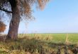 A tree that stands on the edge of the field