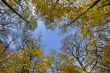 Yellow maples and blue sky