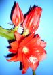 Epiphyllum flowers on a blue background.