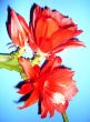 A beautiful red flowers epiphyllum.