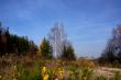 At the forest edge in autumn.