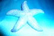 Souvenir "Starfish" on a blue background.