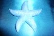 Souvenir "Starfish" on blue shiny background.