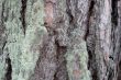 Background of a pine bark.