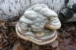 Shelf fungus that grows on birch.