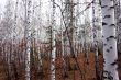 In the white forest in autumn.