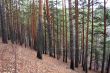 In the pine forest in autumn.