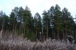 Pine forest in autumn day.