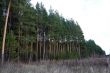 To one side of a pine forest.