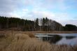 Part of the lake at the edge of a pine forest in autumn.