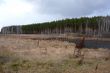 At the edge of a pine forest in autumn.