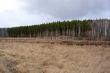 At the edge of a pine forest on a cloudy day.