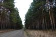 Road in the pine forest.