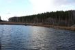 Lake and edge of a pine forest.