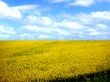 Yellow flowers 