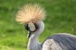 Black Crowned Crane