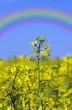 Rape field, canola crops on blue sky 