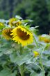 Sunflower field with honey bee