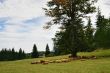 Sheep on Green Field